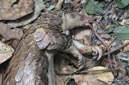 Study Documents Nigeria’s Staggering Role in Trafficking of Pangolins